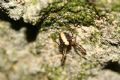 Metellina merianae